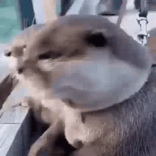 ◻️ nutria, lindo, animal, mamífero, fauna telegram sticker