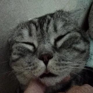 😝 cat, sleeping, pet, animal, domestic cat, tabby cat telegram sticker