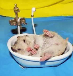 🛁 hamster, bath, cute, animal, tub, rodent telegram sticker