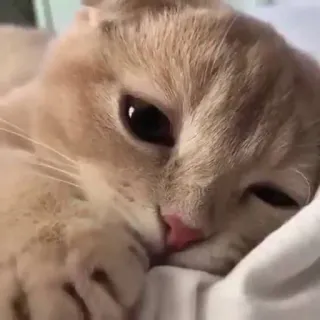 🤍 gato, animal de estimação, animal, fofo, felino, gato doméstico telegram sticker