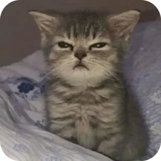 🐱 whatsapp sticker