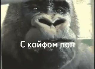 💫 С кайфом пон gorila, kera, binatang, lucu, meme telegram sticker