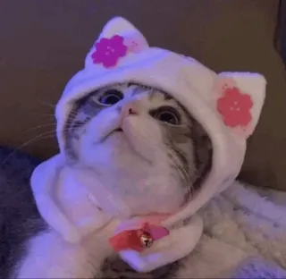 💓 кот, котёнок, милый, животное, питомец, шляпа, цветок whatsapp sticker