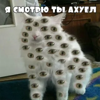👁 Я СМОТРЮ ТЫ АХУЕЛ кот, глаза, оскорбительный, мем, русский telegram sticker