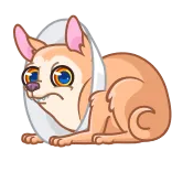 Peachy Сhihuahua telegram stickers