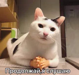😑 Продолжай, я слушаю gato, gracioso, meme, animal, escuchando, manos humanas telegram sticker