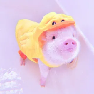 🐽 pig, animal, cute, duck, costume, baby telegram sticker