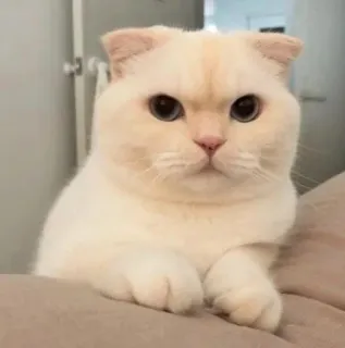 🤨 猫, 子猫, 可愛い, 飼い猫, ペット, 動物 telegram sticker
