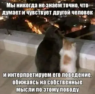 🫡 Мы никогда не знаем точно, что думает и чувствует другой человек и интерпретируем его поведение, обижаясь на собственные Мысли по этому поводу chats, pensif, perspective, compréhension, empathie, russe telegram sticker