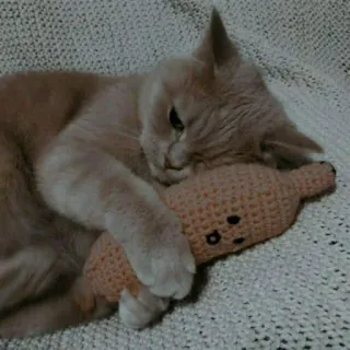 😺 chat, animal de compagnie, animal, chaton, chat domestique, peluche, jouet, mignon telegram sticker