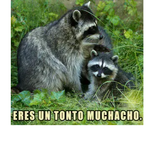 😒 ERES UN TONTO MUCHACHO. rakun, hewan, lucu, alam, meme whatsapp sticker