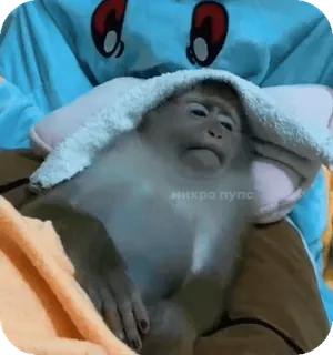 🪸 микро пупс monyet, binatang, imut, handuk, meme telegram sticker