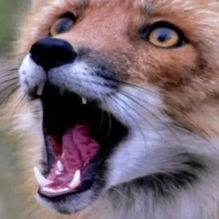 😲 raposa, animal, vida selvagem, mamífero, natureza, predador, presas, boca aberta telegram sticker