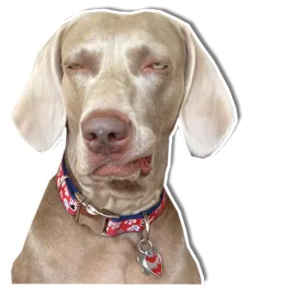 😑 chien, braque de Weimar, animal, animal de compagnie, portrait telegram sticker