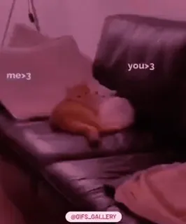 🌟 me>3 you>3 cat, love, affection, cute, couch whatsapp sticker