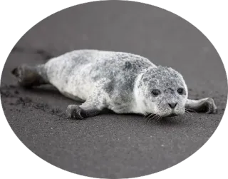 🐟 тюлень, животное, дикая природа, морское млекопитающее, океан, пляж telegram sticker