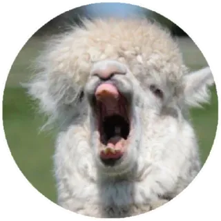 😱 alpaca, animal, llama, mammal, farm animal, cute, funny whatsapp sticker