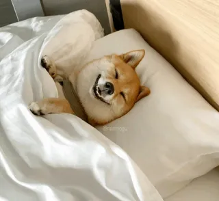 🐕 @miaumogu 개, 수면, 베개, 침대, 시바견, 애완동물, 귀여운 whatsapp sticker