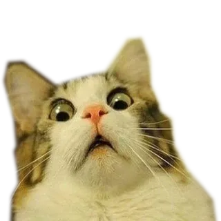 😟 cat, surprised, scared, shocked telegram sticker