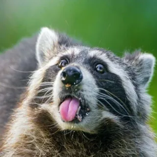 🤪 енот, животное, милый, смешной, язык, дикая природа telegram sticker