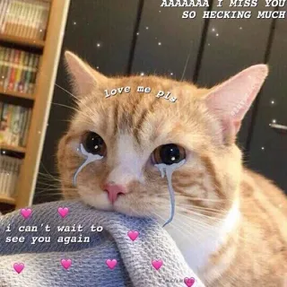 ❤️ AAAAAAA I MISS YOU SO HECKING MUCH Love me pls i can't wait to see you again chat, tu me manques, amour, pleurer, triste, mème, mignon telegram sticker