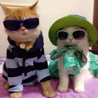 😎 кошки, солнцезащитные очки, животные, домашние животные, наряженный, мода, смешной telegram sticker