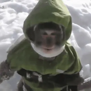 🙈 singe, animal, neige, hiver, froid telegram sticker