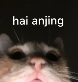 🐶 hai anjing gatto, animale domestico, animale, meme, insulto telegram sticker