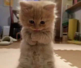 🌟 kitten, cat, cute, adorable, animal, pet, standing whatsapp sticker