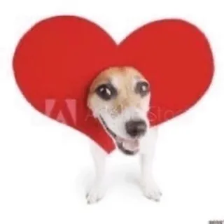 ❤️ dog, heart, animal, cute, love, pet telegram sticker