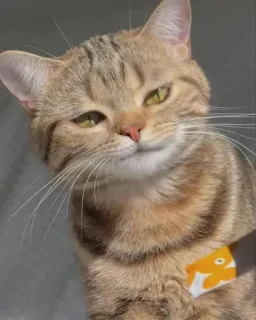 😼 Katze, süß, Haustier, Tier, Haustier telegram sticker