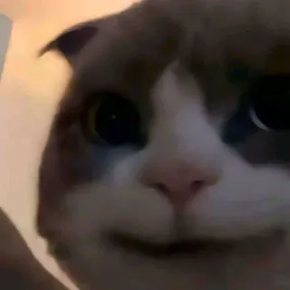 😺 chat, animal, mème, animal de compagnie, drôle, chat domestique, portrait, gros plan telegram sticker