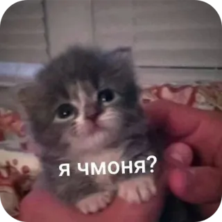 🐱 Я ЧМОНЯ? 고양이, 새끼 고양이, 러시아, 밈, 귀여운, 동물 telegram sticker