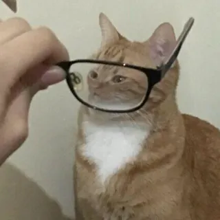 😼 gato, óculos, animal de estimação, animal, gato doméstico, gato laranja, óculos telegram sticker