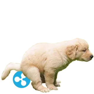 💩 Welpe, Hund, Tier, Golden Retriever, Cartoon, Haustier, Humor telegram sticker