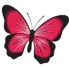 🦋