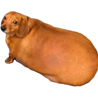 😢 cane, bassotto, grasso, animale domestico, cane salsiccia telegram sticker