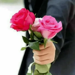 🌹 roses, flowers, bouquet, hand, gift, love, romance telegram sticker