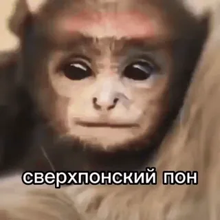 🌟 сверхпонский пон monyet, hewan, kera, teks Rusia, meme telegram sticker