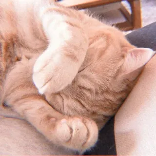 😳 kucing, tidur, kucing oranye, hewan peliharaan, binatang telegram sticker