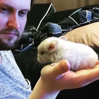 🌟 шиншилла, домашнее животное, животное, грызун, милый, пушистый, домашнее животное, маленькое животное telegram sticker