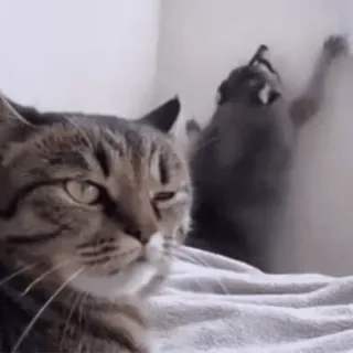 🤥 cat, kitten, animal, pet, domestic animal, funny, playful whatsapp sticker