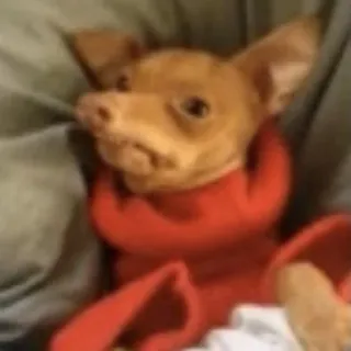 😬 chien, animal, animal de compagnie, chihuahua, rouge, tenue telegram sticker