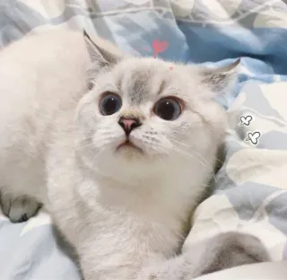 🐈 猫, 子猫, かわいい, 動物, ペット, 家畜, 白 whatsapp sticker