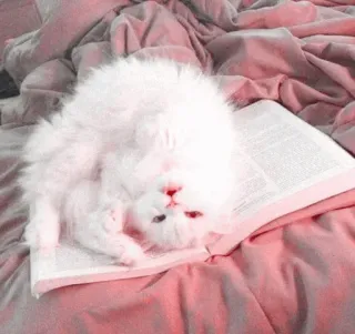 🍧 cat, kitten, book, cute, animal, pet, fluffy, white telegram sticker