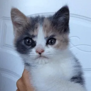 😡 gatinho, gato, animal de estimação, animal, fofo, animal doméstico, felino whatsapp sticker
