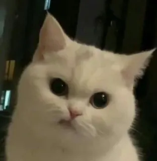 🥶 猫, 白い猫, かわいい, 動物, ペット, ミーム telegram sticker