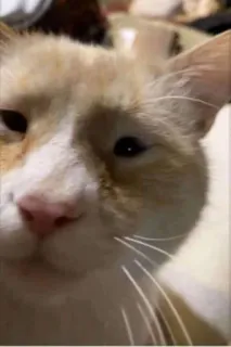 😶 gato, animal de estimação, animal, fofo, felino, gato doméstico telegram sticker