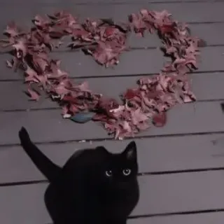 🐈 kot, czarny kot, serce, liście, jesień, zwierzę domowe, zwierzę telegram sticker