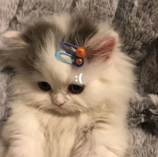 🌟 :( 子猫, 猫, 動物, ペット, 可愛い, 悲しい, ネコ telegram sticker